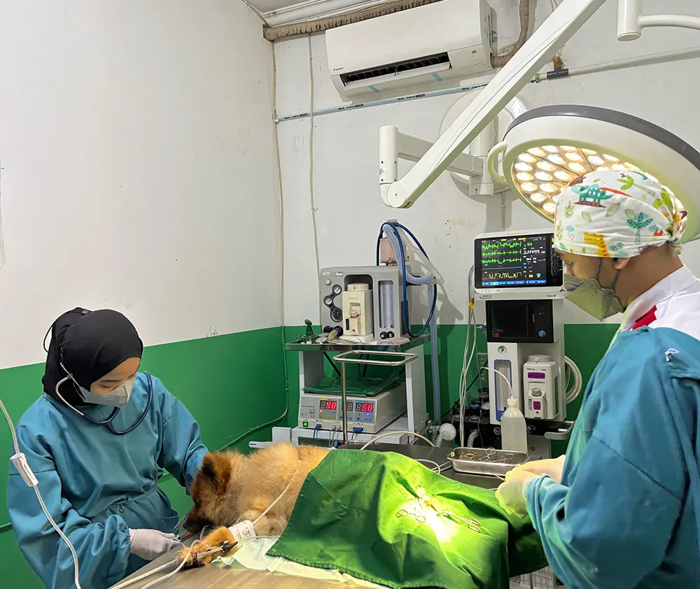 Dokter Hewan di Cibubur