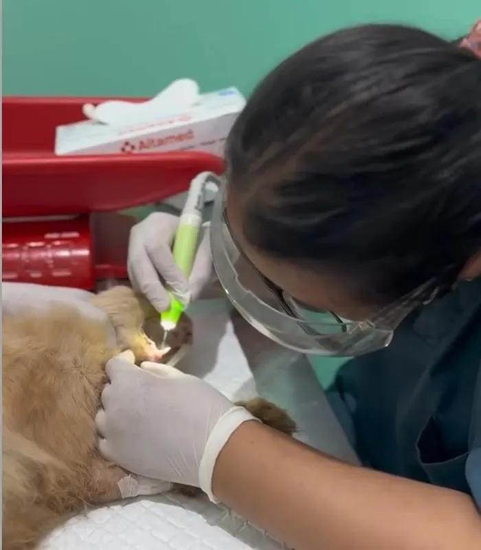 pdhb-metropet-dental-scailing(1) Dokter Hewan di Cibubur