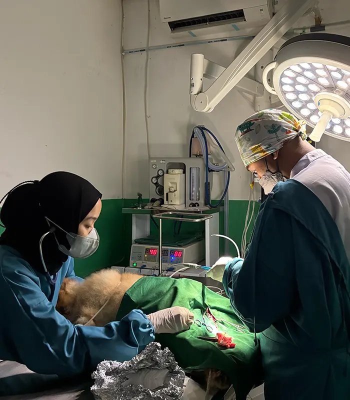 pdhb-metropet-operasi-minor-dan-mayor(1) Dokter Hewan di Cibubur