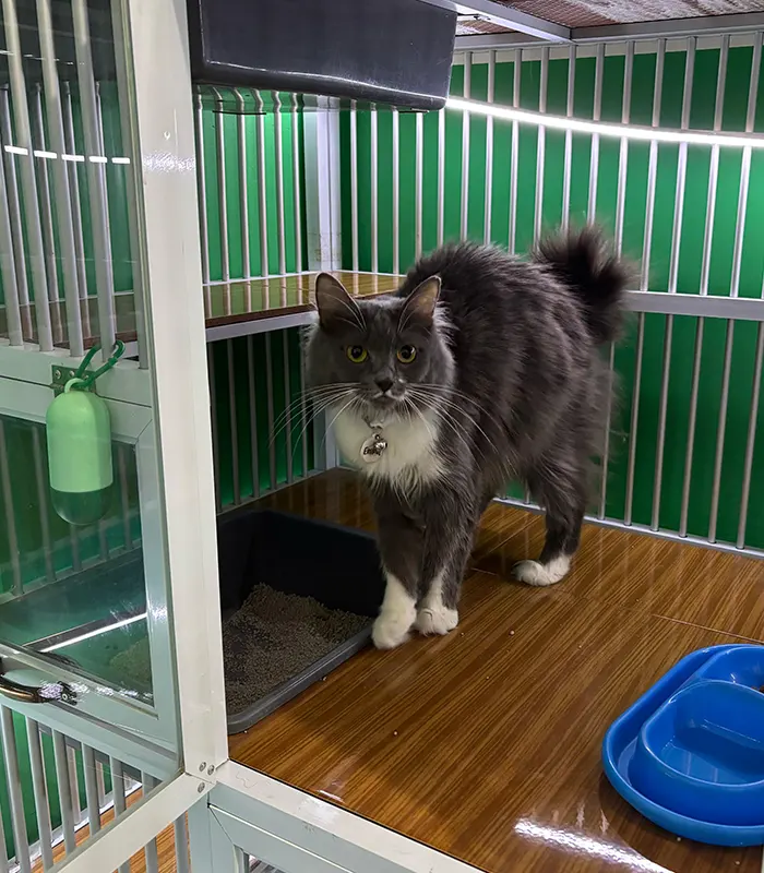pdhb-metropet-pet-hotel-7 Dokter Hewan di Cibubur