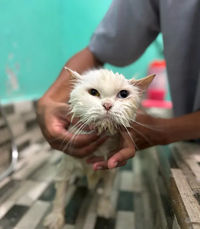 pdhb-metropet-pet-salon-5 Dokter Hewan di Cibubur