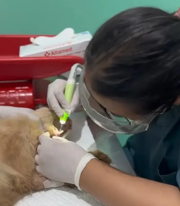 Pemberian obat dan edukasi perawatan, Dokter hewan di Cibubur