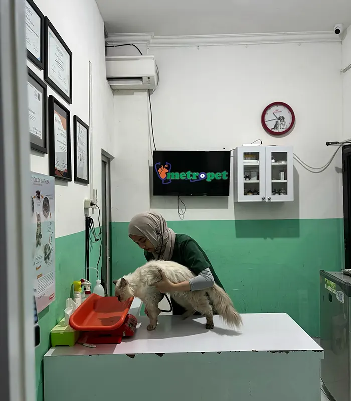 Pendaftaran dan pemeriksaan awal, Dokter hewan di Cibubur