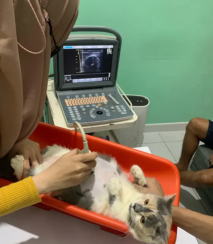 Tindakan lanjutan dan pemeriksaan kontrol, Dokter hewan di Cibubur